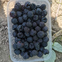 Touchhealthy Supply Black Raspberry Seedlings