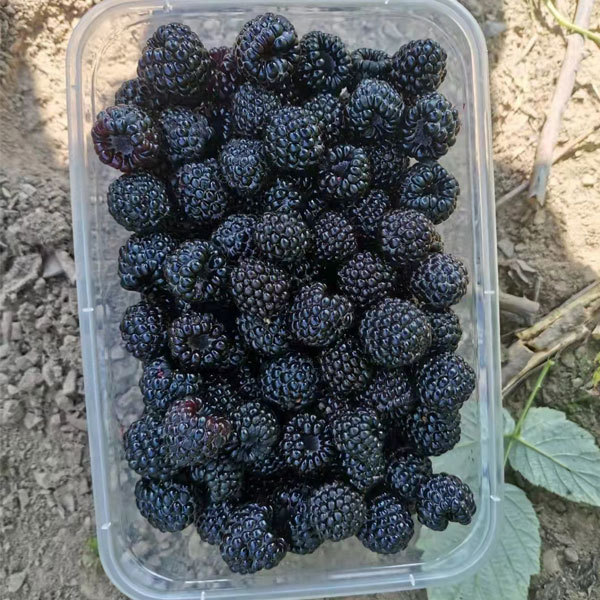 Touchhealthy Supply Black Raspberry Seedlings