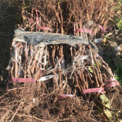 Touchhealthy Supply Sweetness Sun Rose Grape Seedlings