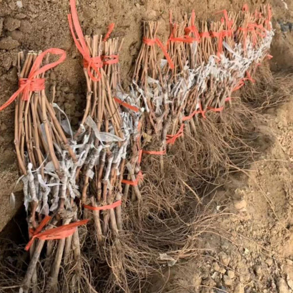 Touchhealthy Supply Lady Finger Raisin Seedlings/Grape Seedlings