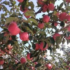 Touchhealthy Supply Red FUJI Apple Seedlings