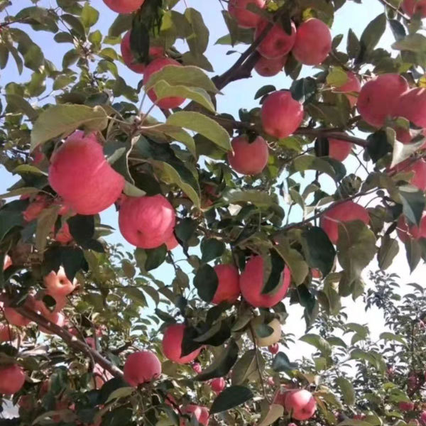 Touchhealthy Supply Red FUJI Apple Seedlings