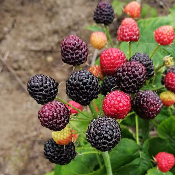 Touchhealthy Supply Black Raspberry Seedlings