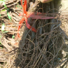 Touchhealthy Supply Xiahei Grape Seedling/ Purple Grape Seedlings