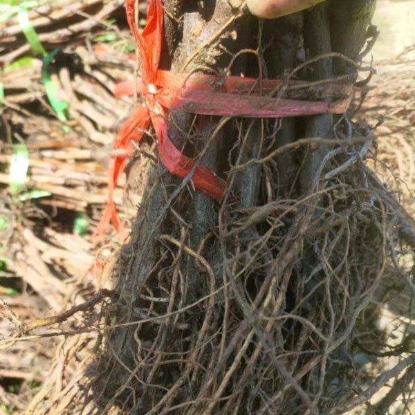 Touchhealthy Supply Xiahei Grape Seedling/ Purple Grape Seedlings