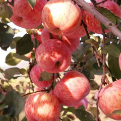 Touchhealthy Supply Red FUJI Apple Seedlings