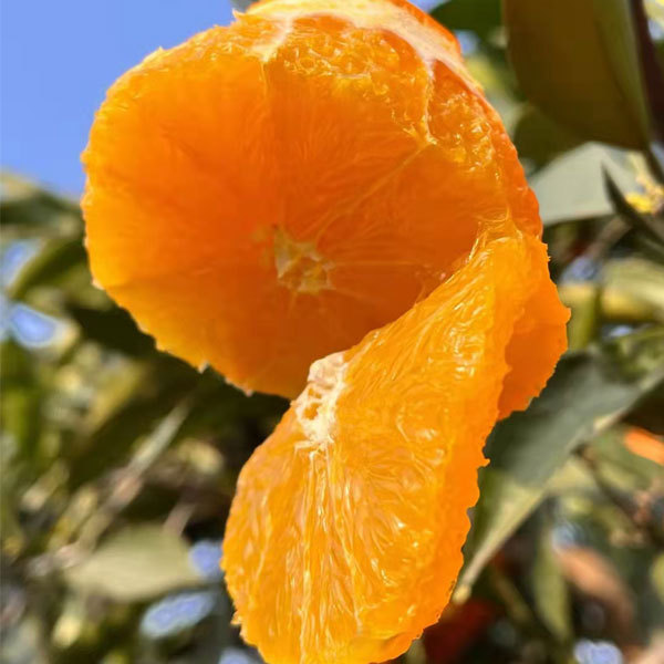 Touchhealthy Supply Sweet Orange Seedlings/Navel orange seedlings