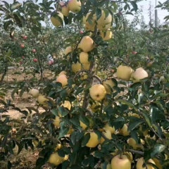 Touchhealthy Supply Golden Apple Seedlings/Venus Apple Roots