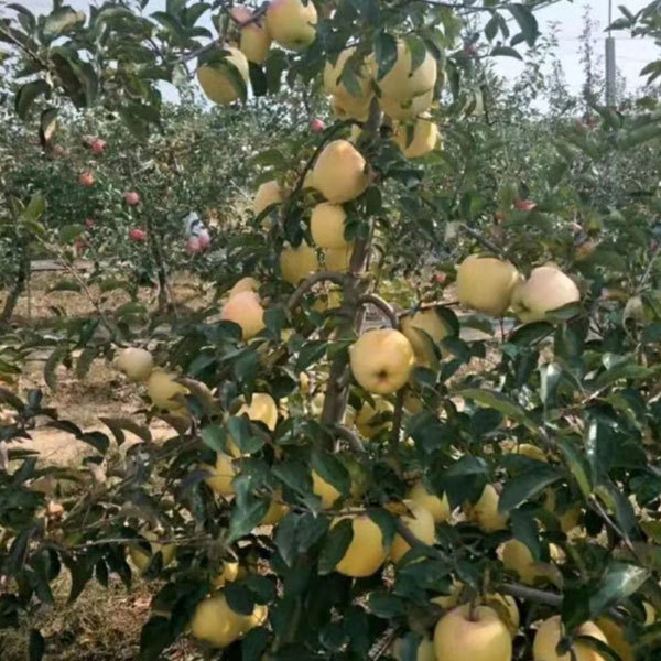 Touchhealthy Supply Golden Apple Seedlings/Venus Apple Roots