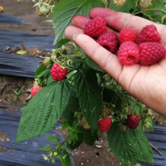 Touchhealthy Supply Red Raspberry Seedlings