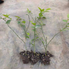 Touchhealthy Supply Blueberry Seedlings
