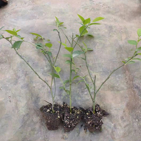 Touchhealthy Supply Blueberry Seedlings