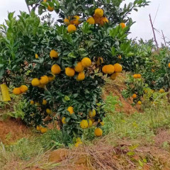 Touchhealthy Supply Sweet Orange Seedlings/Navel orange seedlings