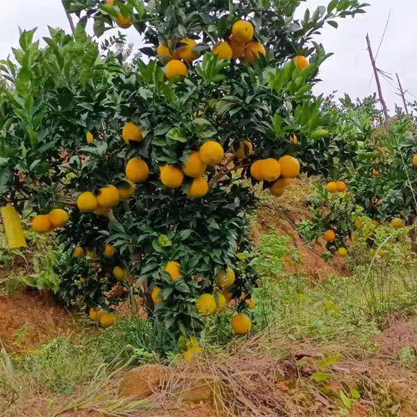 Touchhealthy Supply Sweet Orange Seedlings/Navel orange seedlings