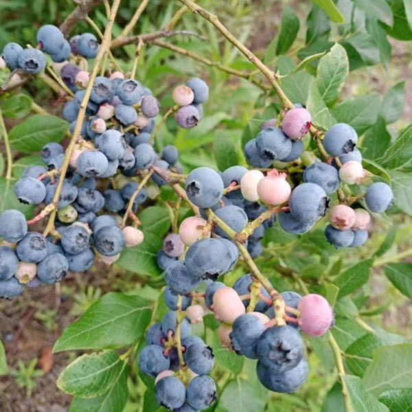 Touchhealthy Supply Blueberry Seedlings