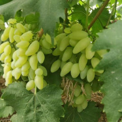 Touchhealthy Supply Lady Finger Raisin Seedlings/Grape Seedlings