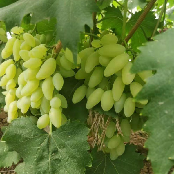 Touchhealthy Supply Lady Finger Raisin Seedlings/Grape Seedlings