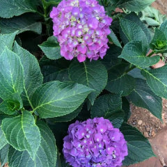 Touchhealthy Supply Hydrangea Seedling/Hydrangea Macrophylla Seedling