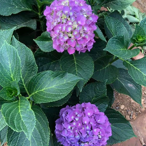 Touchhealthy Supply Hydrangea Seedling/Hydrangea Macrophylla Seedling