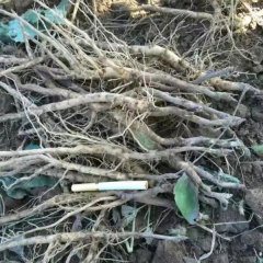 Touchhealthy Supply Beautiful Flower Seedlings Peony Seedling