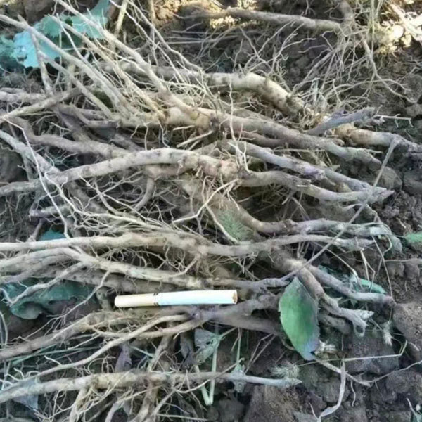 Touchhealthy Supply Beautiful Flower Seedlings Peony Seedling