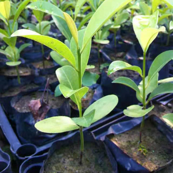 Touchhealthy Supply Sapodilla Seedling/Naseberry Seedling
