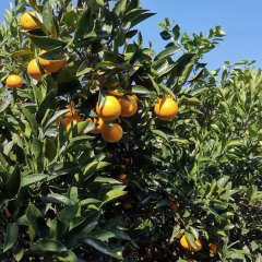 Touchhealthy Supply Sweet Orange Seedlings/Navel orange seedlings