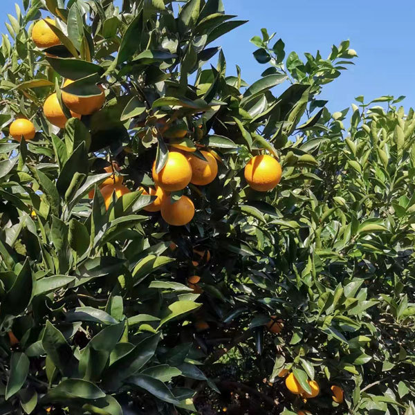 Touchhealthy Supply Sweet Orange Seedlings/Navel orange seedlings