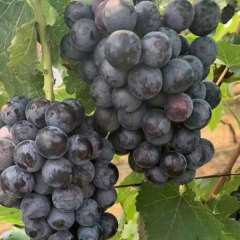 Touchhealthy Supply Xiahei Grape Seedling/ Purple Grape Seedlings