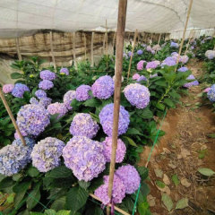 Touchhealthy Supply Hydrangea Seedling/Hydrangea Macrophylla Seedling