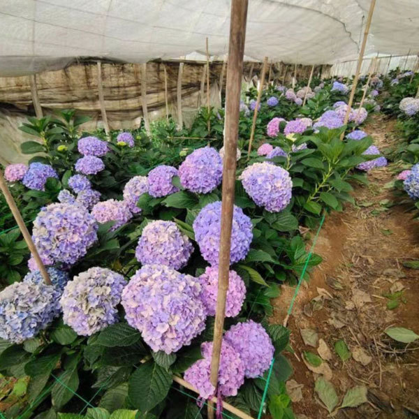 Touchhealthy Supply Hydrangea Seedling/Hydrangea Macrophylla Seedling