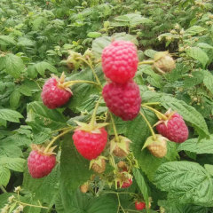 Touchhealthy Supply Red Raspberry Seedlings