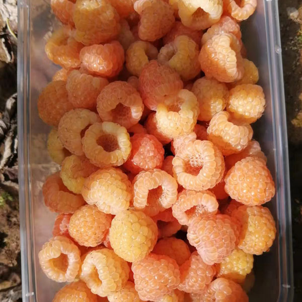 Touchhealthy Supply Yellow Raspberry Seedlings