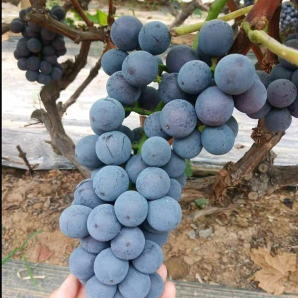 Touchhealthy Supply Xiahei Grape Seedling/ Purple Grape Seedlings