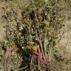 Touchhealthy Supply Xiahei Grape Seedling/ Purple Grape Seedlings