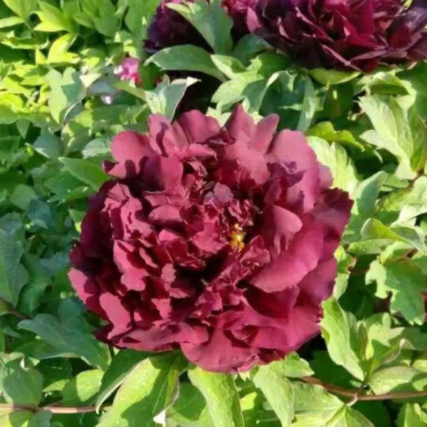 Touchhealthy Supply Beautiful Flower Seedlings Peony Seedling