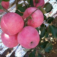 Touchhealthy Supply Red FUJI Apple Seedlings