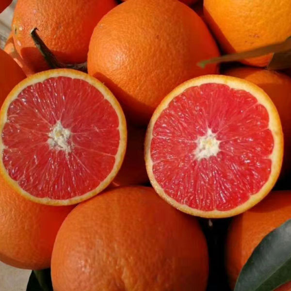 Touchhealthy Supply Red Orange Seedlings