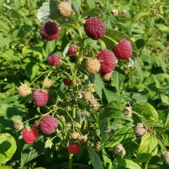 Touchhealthy Supply Red Raspberry Seedlings