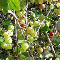 Touchhealthy Supply Physali Alkekengi Seedling/Cape Gooseberry Seedling/Physalis Peruviana Seedling