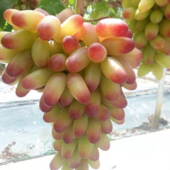 Touchhealthy Supply Lady Finger Raisin Seedlings/Grape Seedlings