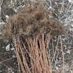 Touchhealthy Supply Yellow Raspberry Seedlings
