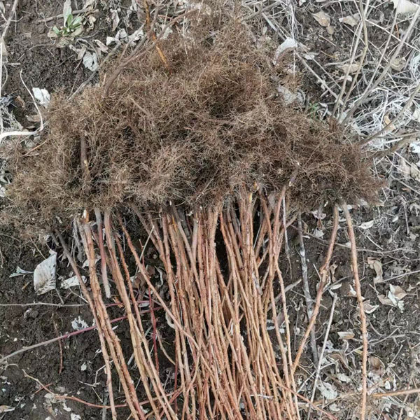 Touchhealthy Supply Yellow Raspberry Seedlings