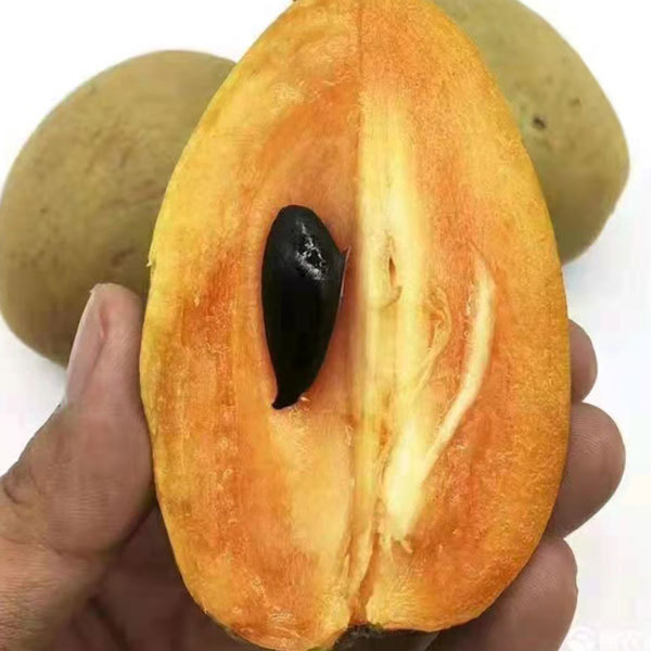 Touchhealthy Supply Sapodilla Seedling/Naseberry Seedling