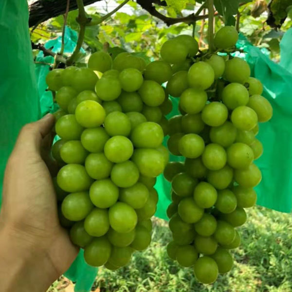 Touchhealthy Supply Sweetness Sun Rose Grape Seedlings