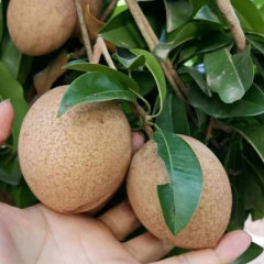 Touchhealthy Supply Sapodilla Seedling/Naseberry Seedling