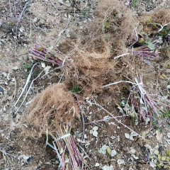 Touchhealthy Supply Yellow Raspberry Seedlings