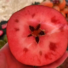 Touchhealthy Suply Red Love Apple Seedlings