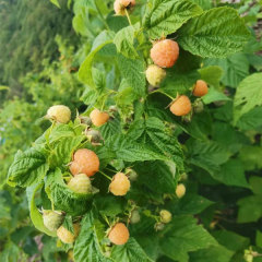 Touchhealthy Supply Yellow Raspberry Seedlings