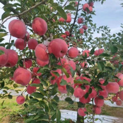 Touchhealthy Supply Red FUJI Apple Seedlings